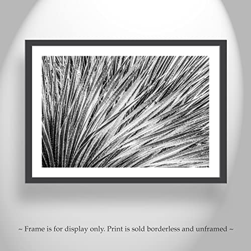 Agave Sažetak Botanička umjetnička tiska u crno -bijelom