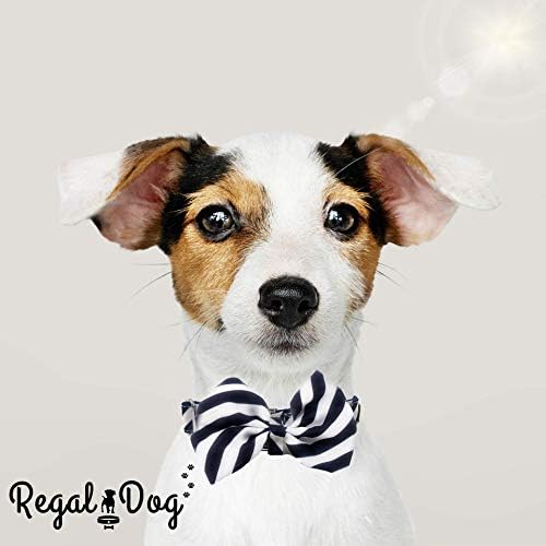 Regal Dog Products Cool Bowtie ovratnik | Prilagođeni prikladni za XS, mali, srednji, veliki pas, mačka i štene | Zabavna